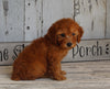 AKC Registered Toy Poodle For Sale Millersburg OH Female-Dixie