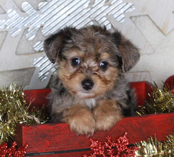 Yorkie-poo For Sale Millersburg OH Male-Donald