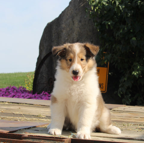 Collie Lassie For Sale Fredericksburg OH Female-Gloria