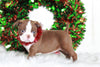 AKC Registered Boston Terrier For Sale Wooster, OH Female- Diva