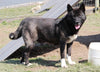 AKC Registered Akita For Sale Millersburg, OH Male- Buster