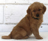 AKC Registered Golden Retriever For Sale Millersburg OH Male-Buddy