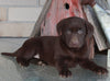 AKC Registered Labrador Retriever For Sale Sugarcreek OH Female-Hazel