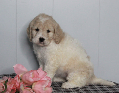 F1B Labradoodle For Sale Millersburg, OH Female- Brooke