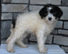 Mini Sheepadoodle For Sale Wooster OH -Female Daisy