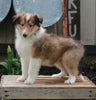 AKC Registered Collie Lassie For Sale Fredricksburg OH Male-Harley