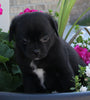 Pug For Sale Millersburg OH Female-Sallie