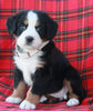 AKC Registered Bernese Mountain Dog For Sale Sugarcreek OH Female-Ally
