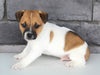 Jack Russel For Sale Millersburg OH Male-Sailor