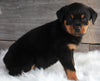 AKC Registered Rottweiler For Sale Applecreek OH -Female Roxy