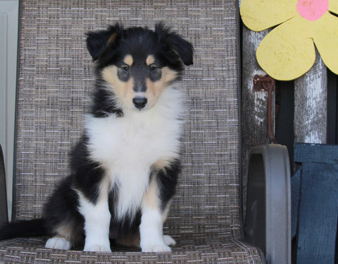 Collie Lassie For Sale Fredericksburg OH Female-Ruthie