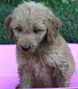 Mini Goldendoodle For Sale Millersburg OH Male-Patrick