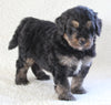 Bernedoodle For Sale Dundee OH Male-Dasher