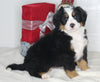 AKC Registered Bernese Mountain Dog For Sale Millersburg OH Female-Olivia