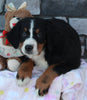 AKC Registered Bernese Mountain Dog For Sale Brinkhaven OH Female-Blaire