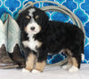 Bernedoodle For Sale Sugarcreek OH Male-Dodger