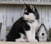 AKC Registered Siberian Husky For Sale Millersburg, OH Female- Molly