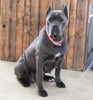 AKC Registered Cane Corso For Sale Wooster OH Female-Daisy
