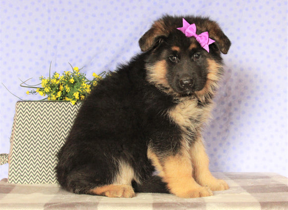 AKC Registered German Shepherd For Sale Millersburg, OH Female- Isabelle