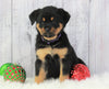 AKC Registered Rottweiler For Sale Holmesville, OH Female- Oakley
