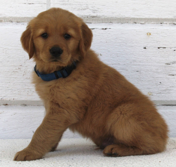 AKC Registered Golden Retriever For Sale Millersburg OH Male-Ace