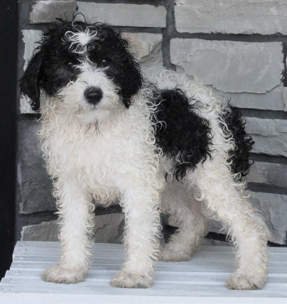 Mini Sheepadoodle For Sale Wooster OH -Female Daisy