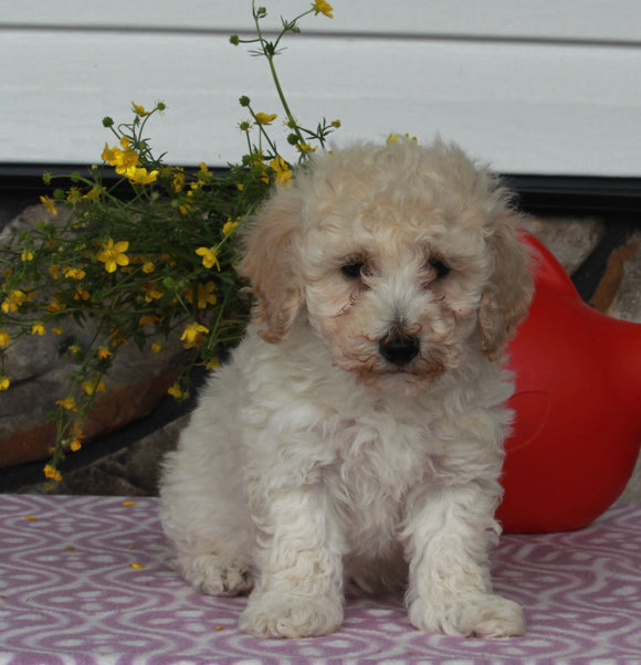 ACA Registered Mini Poodle For Sale Sugarcreek OH Male-Karson
