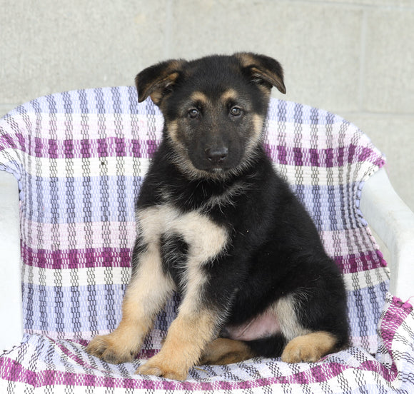 AKC Registered German Shepherd For Sale Sugarcreek, OH Male- Lincoln