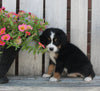 Mini Bernedoodle For Sale Sugarcreek OH Female-Madison