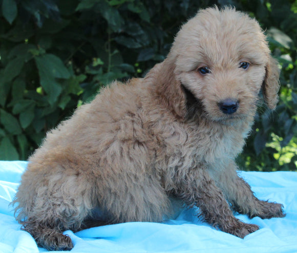 Mini Goldendoodle For Sale Millersburg OH Male-Patrick