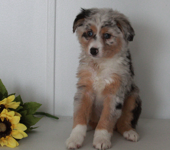 Mini Australian Shephard For Sale Wooster OH Hailey