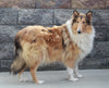 AKC Registered Collie (Lassie) For Sale Fredericksburg, OH Female- Lois