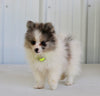 Pomeranian For Sale Fredericksburg OH Male-Dante