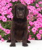 AKC Registered Labrador Retriever For Sale Millersburg OH Female-Irena