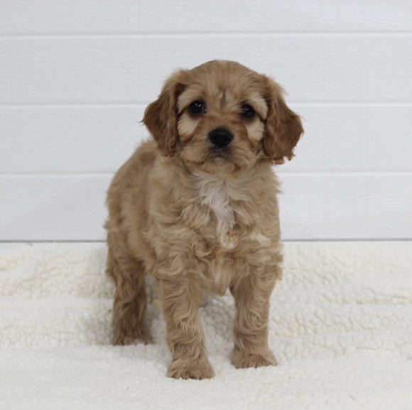 Cavapoo For Sale Fresno OH Male-Tyler