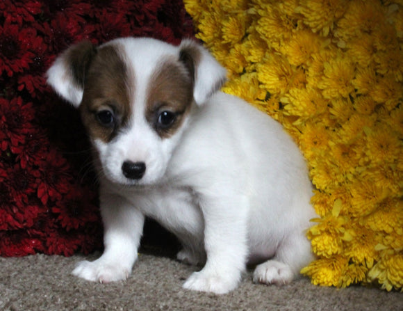 Jack Russel Terrier For Sale Fredericksburg OH Female-Sophie