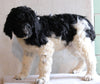 AKC Registered Standard Poodle For Sale Millersburg OH Male-Midnight