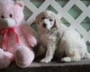AKC Registered Standerd Poodle For Sale Millersburg OH Female-Mia