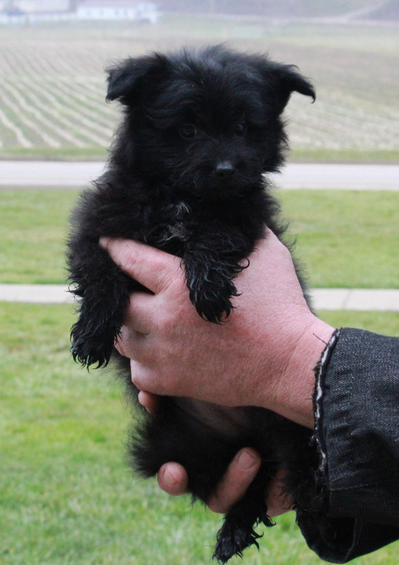 Pomapoo For Sale Millersburg OH Female-Sally
