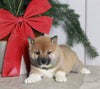 AKC Registered Shiba Inu For Sale Dundee OH Male-Benji