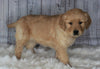 Golden Doodle Mix For Sale Sugarcreek, OH Female- Abby