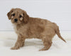 Cavapoo For Sale Fresno OH Male-Tyler