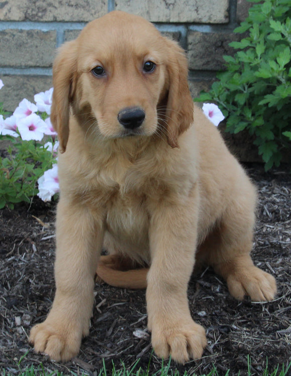 AKC Registered Golden Retriever For Sale Millersburg OH Female-Hallie