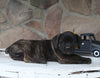 AKC Registered Cane Corso For Sale Wooster OH Male-Dominic