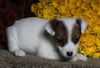 Jack Russel Terrier For Sale Fredericksburg OH Female-Sophie