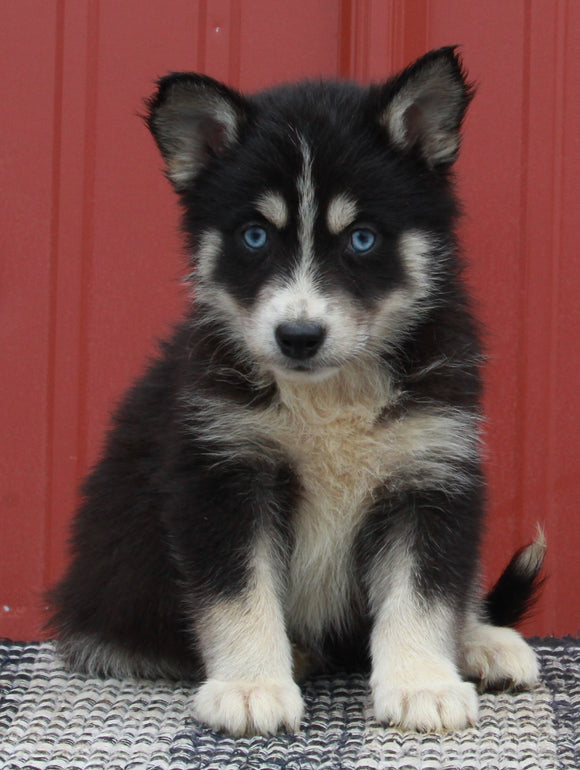 Pomsky Puppy For Sale Wooster OH -Female Daisy