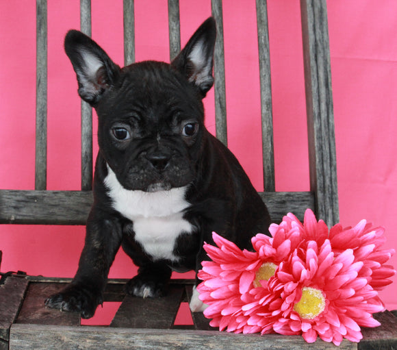 Frenchton For Sale Wooster OH Female-Bella