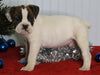 Boxer/Bulldog For Sale Fredericksburg OH Male-Kirk