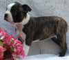AKC Registered Boston Terrier For Sale Warsaw OH Female-Francis