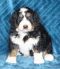 Mini Bernedoodle For Sale Dundee OH Male-Ace